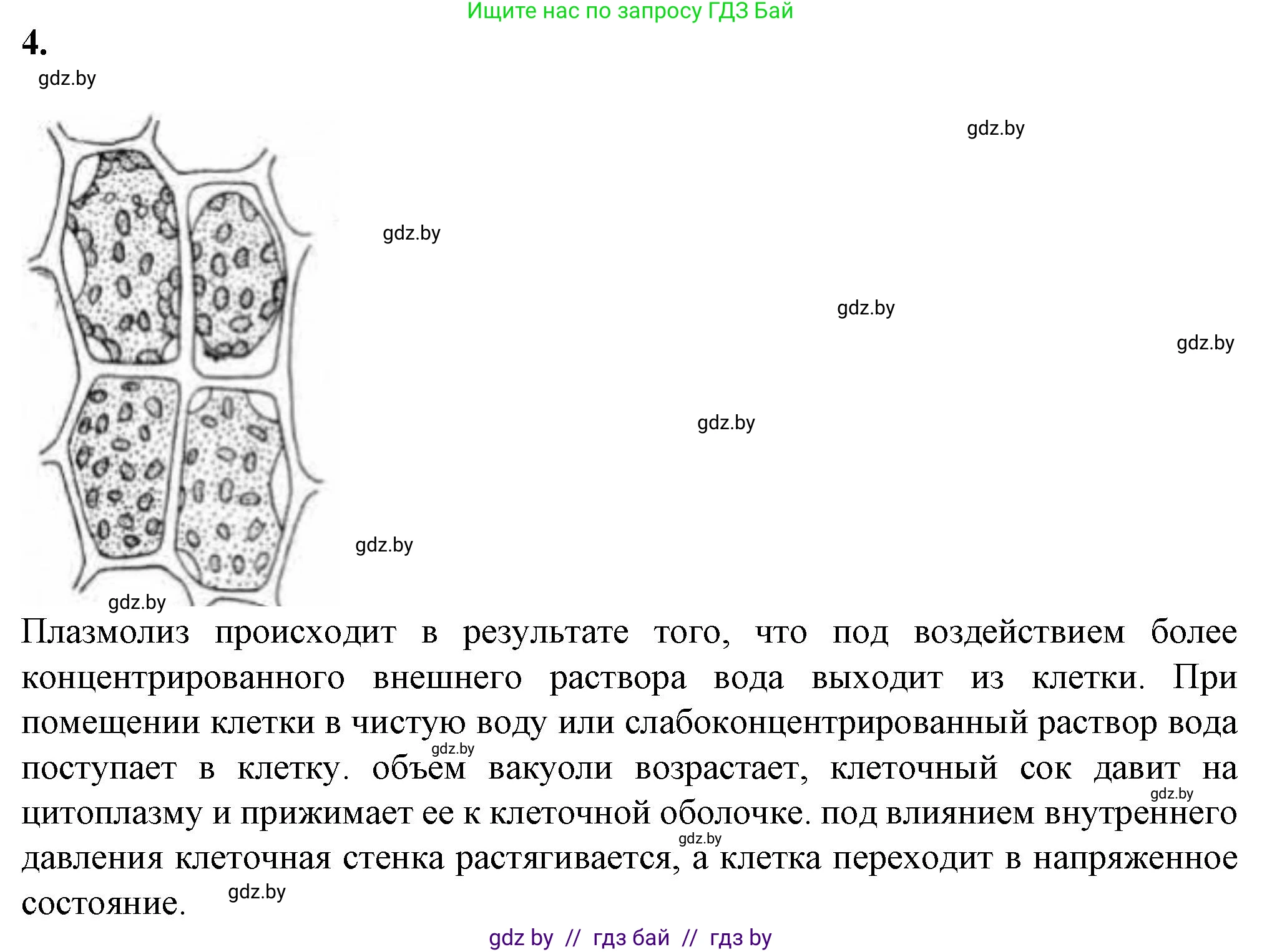 Биология, 11 класс Тетрадь для лабораторных и практических работ, автор: Хруцкая Тамара Викторовна, издательство Аверсэв, Минск, 2021, жёлтого цвета, страница 21, номер 4, Решение