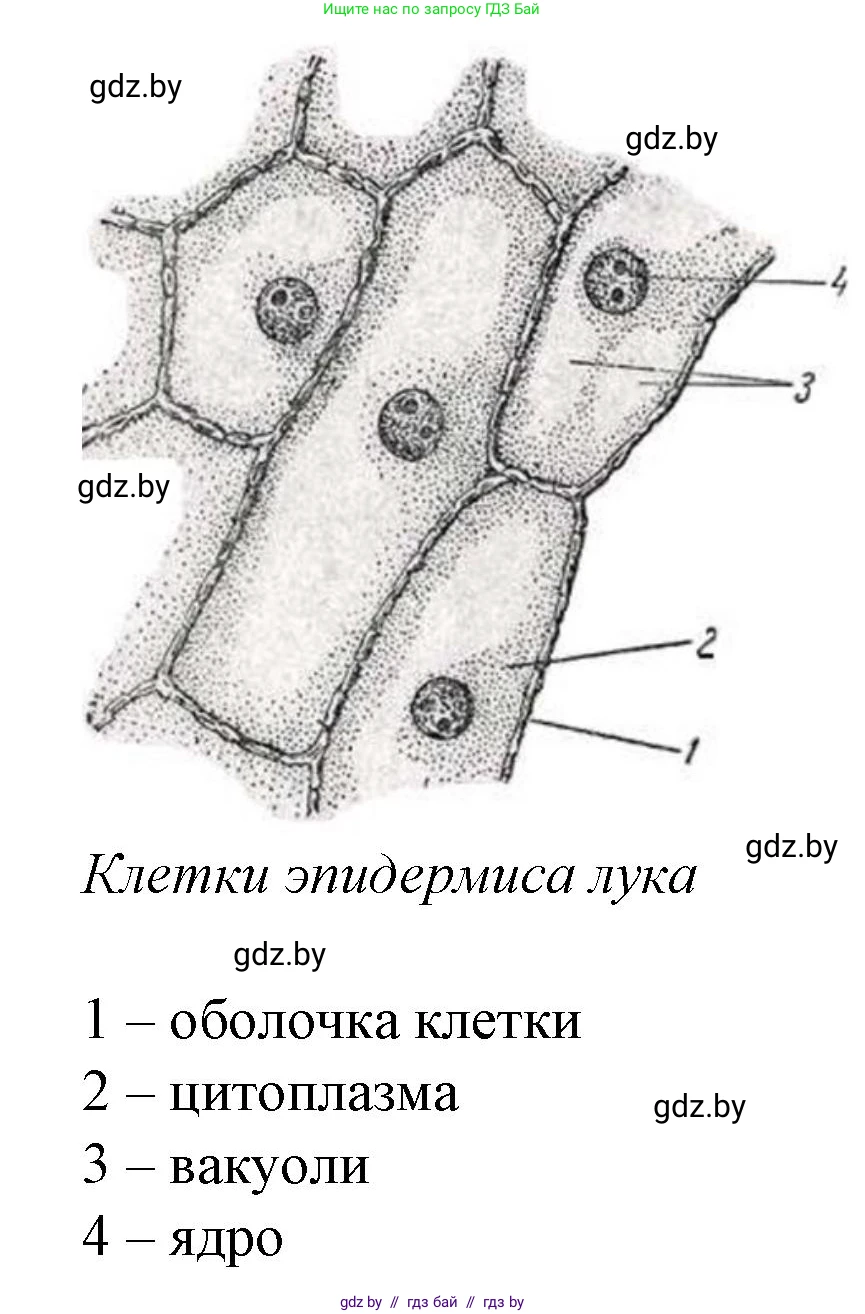 Биология, 11 класс Тетрадь для лабораторных и практических работ, автор: Хруцкая Тамара Викторовна, издательство Аверсэв, Минск, 2021, жёлтого цвета, страница 24, номер 1, Решение