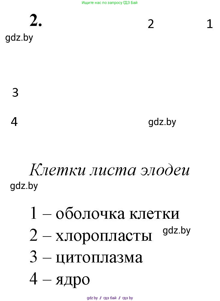 Биология, 11 класс Тетрадь для лабораторных и практических работ, автор: Хруцкая Тамара Викторовна, издательство Аверсэв, Минск, 2021, жёлтого цвета, страница 25, номер 2, Решение