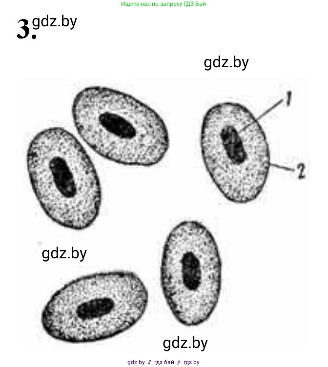 Биология, 11 класс Тетрадь для лабораторных и практических работ, автор: Хруцкая Тамара Викторовна, издательство Аверсэв, Минск, 2021, жёлтого цвета, страница 25, номер 3, Решение