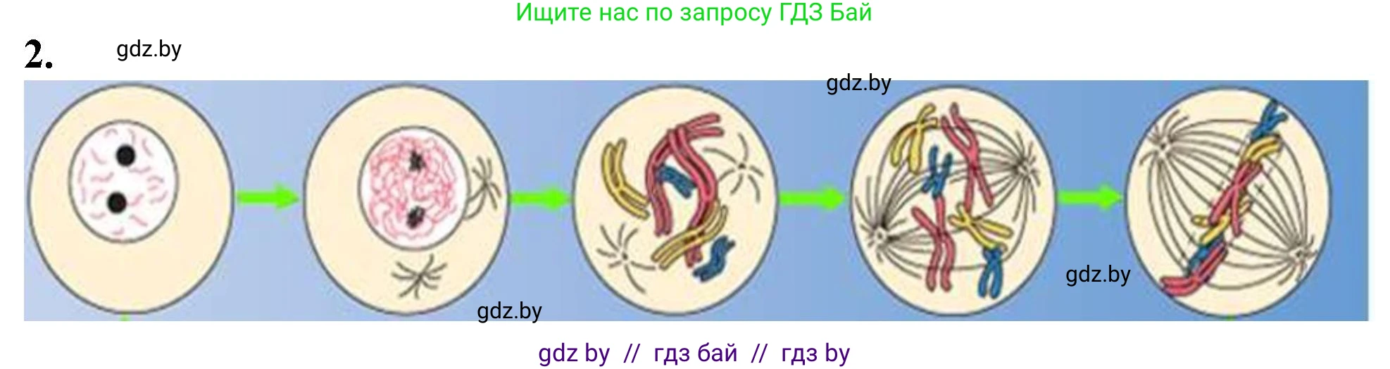 Биология, 11 класс Тетрадь для лабораторных и практических работ, автор: Хруцкая Тамара Викторовна, издательство Аверсэв, Минск, 2021, жёлтого цвета, страница 32, номер 2, Решение