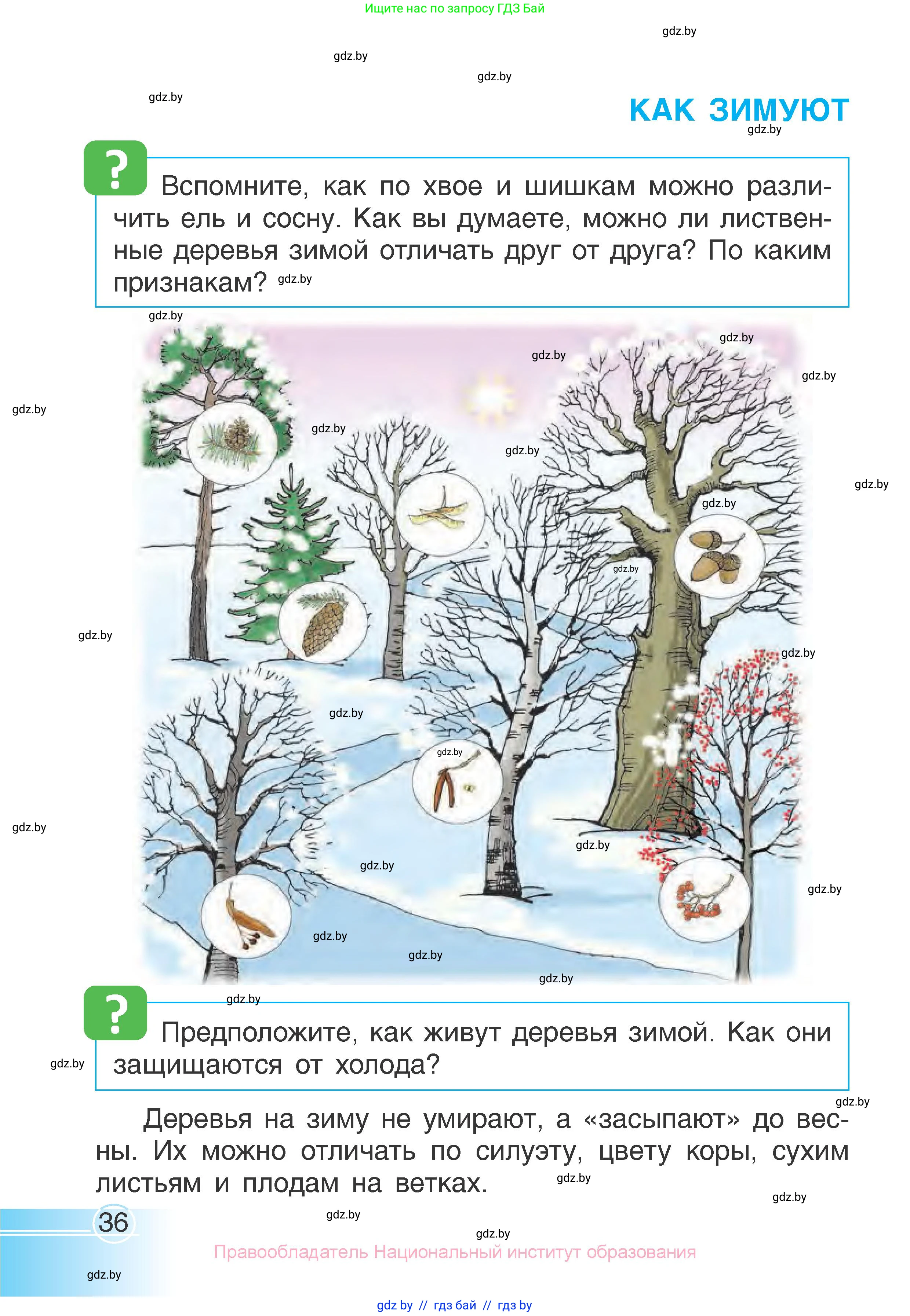 Человек и мир, 1 класс Учебник, авторы: Трафимова Галина Владимировна, Трафимов Сергей Анатольевич, издательство Национальный институт образования, Минск, 2023, салатового цвета, страница 36