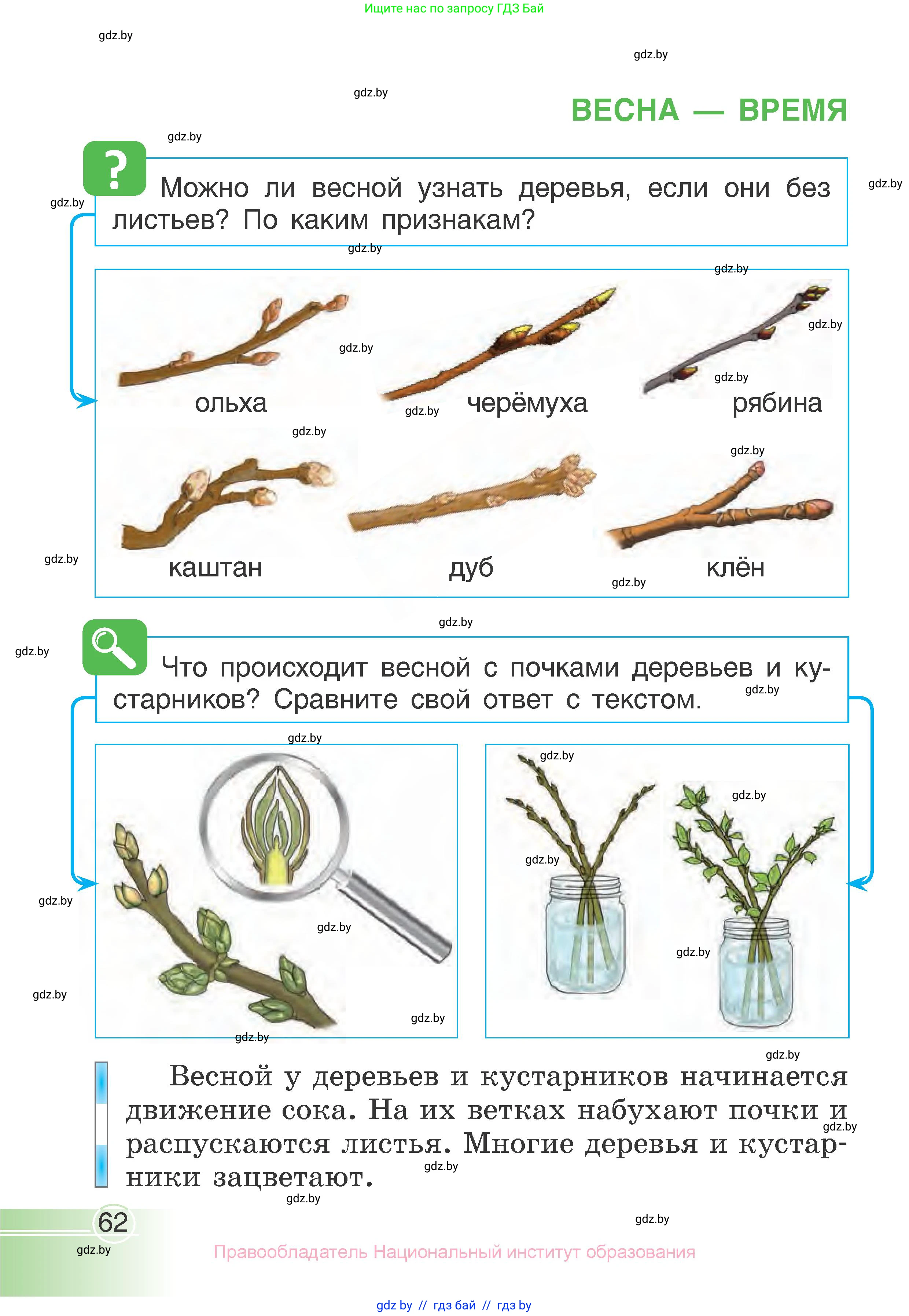 Человек и мир, 1 класс Учебник, авторы: Трафимова Галина Владимировна, Трафимов Сергей Анатольевич, издательство Национальный институт образования, Минск, 2023, салатового цвета, страница 62