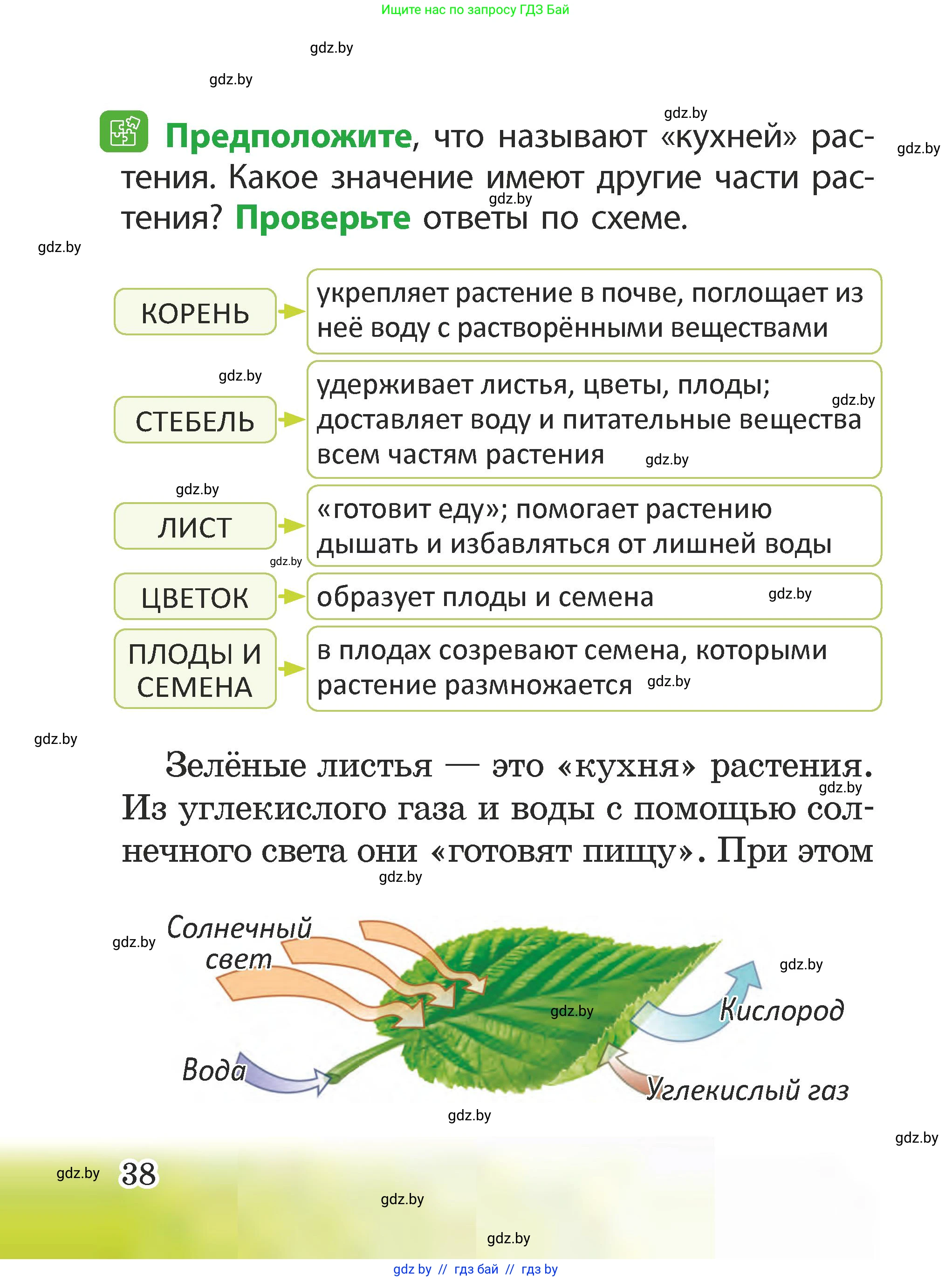 Человек и мир, 2 класс Учебник, авторы: Трафимова Галина Владимировна, Трафимов Сергей Анатольевич, издательство Академия образования, Минск, 2024, страница 38