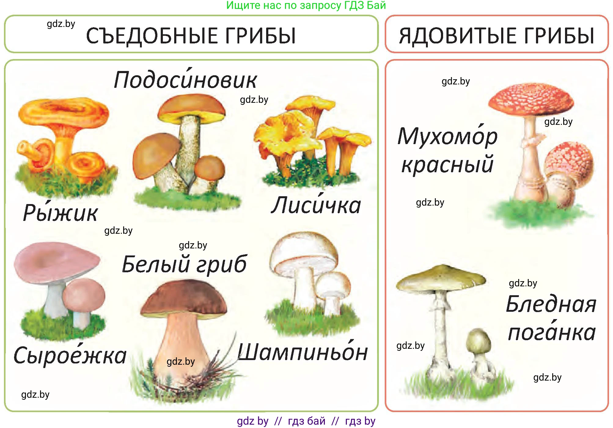 Человек и мир, 2 класс Учебник, авторы: Трафимова Галина Владимировна, Трафимов Сергей Анатольевич, издательство Академия образования, Минск, 2024, страница 74, номер 3, Условие (продолжение 2)