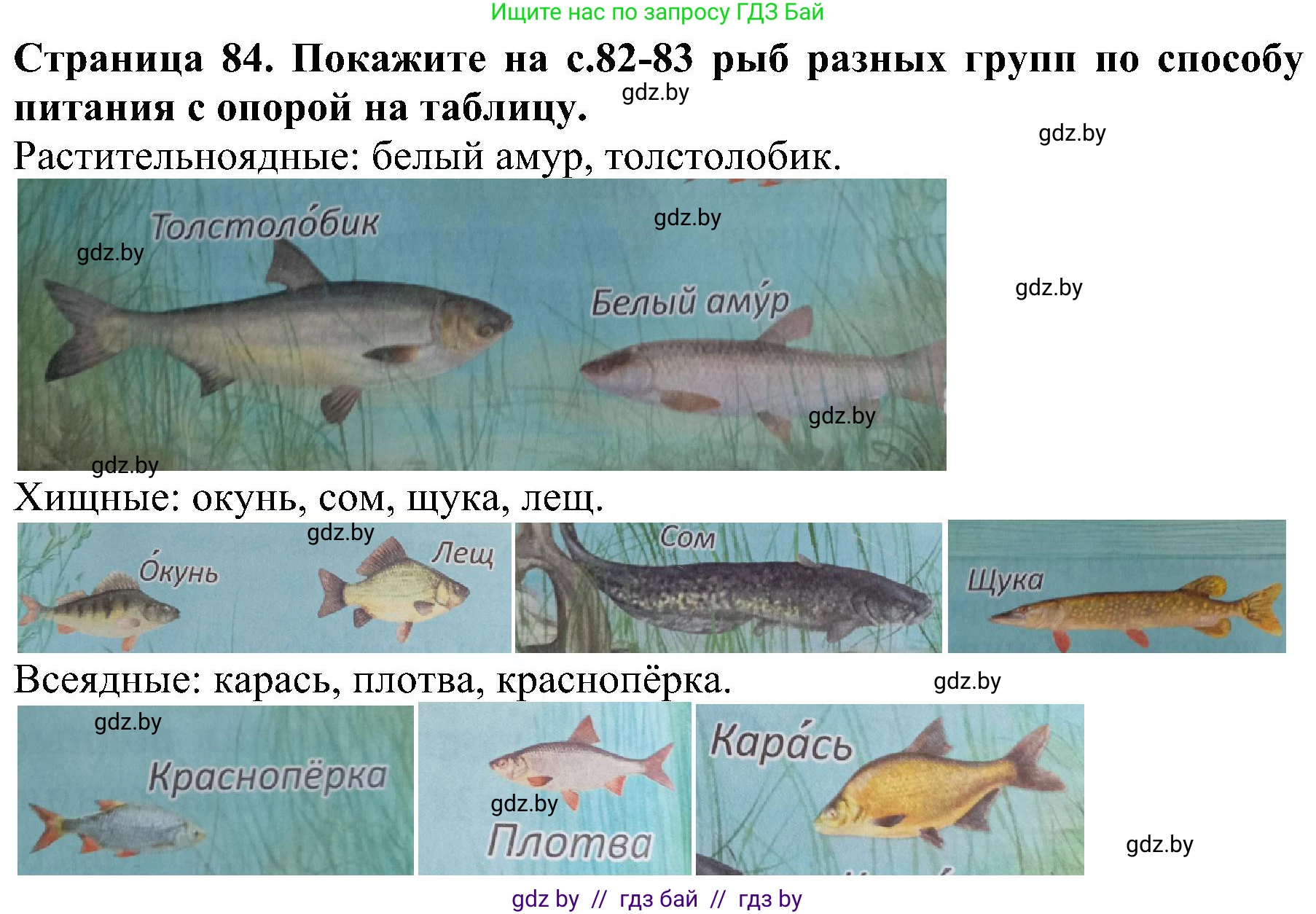 Человек и мир, 2 класс Учебник, авторы: Трафимова Галина Владимировна, Трафимов Сергей Анатольевич, издательство Академия образования, Минск, 2024, страница 84, номер 4, Решение