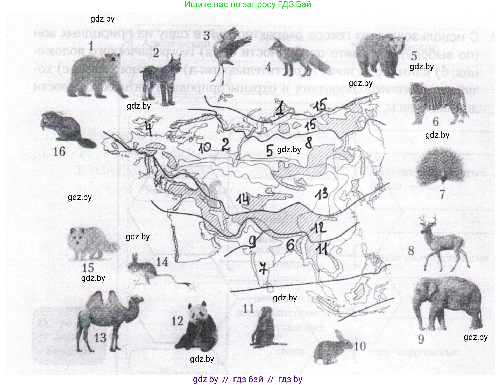 География, 7 класс рабочая тетрадь, авторы: Кольмакова Елена Генадьевна, Сарычева Ольга Владимировна, Тарасенок Елена Николаевна, издательство Аверсэв, Минск, 2024, страница 101, номер 4, Решение