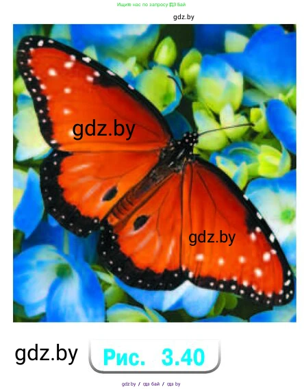 Симметричны ли на фотографии крылья бабочки (рис. 3.40)? Если да, то как расположена ось симметрии?
